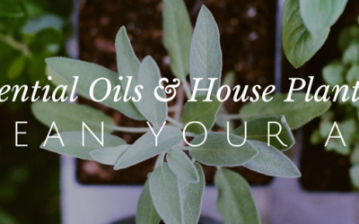8 Plants and Essential Oils that Clean the Air