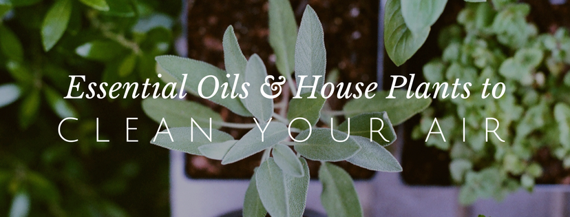 8 Plants and Essential Oils that Clean the Air